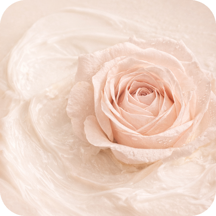 Damaszener Rose mit Creme Textur